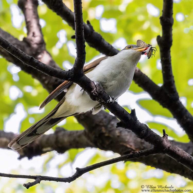 Yellow-billed Cuckoo