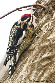 Yellow-bellied Sapsucker