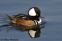 Hooded Merganser