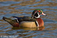 Wood Duck