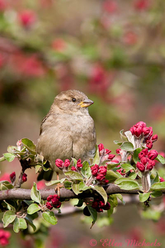 House Sparrow