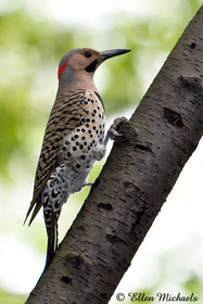 Northern Flicker