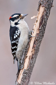 Downy Woodpecker (male)