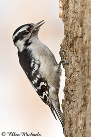 Downy Woodpecker (female)