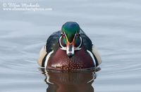 Wood Duck