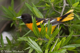 Baltimore Oriole