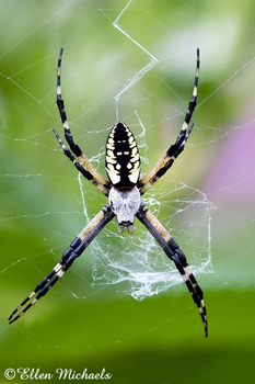 Black and Yellow Garden Spider - Argiope aurantia