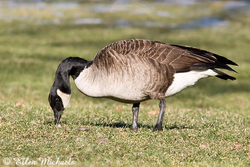 Canada Goose