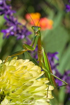 Chinese Mantis (Praying Mantis) - Tenodera