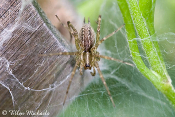 Funnel Weaver Grass Spider - Agelenopsis