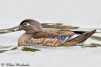Wood Duck