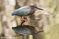 Green Heron
