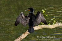 Double-crested Cormorant