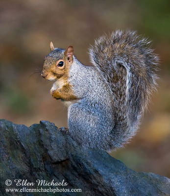 Eastern Gray Squirrel