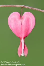 Asian Bleeding Heart Flower