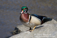 Wood Duck
