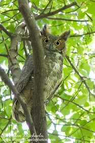Great Horned Owl