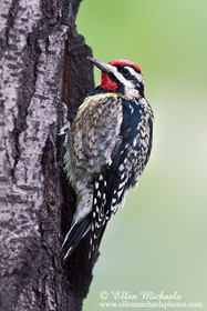 Yellow-bellied Sapsucker