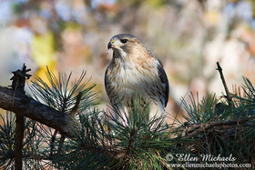 Red-tailed Hawk (Pale Male)