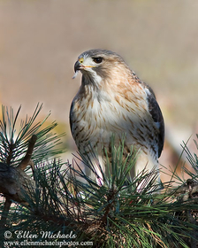 Red-tailed Hawk (Pale Male)
