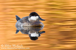 Ruddy Duck