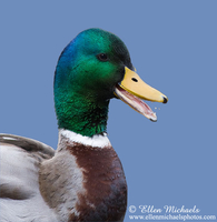 Mallard (portrait)