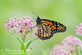 Monarch Butterfly