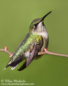 Ruby-throated Hummingbird