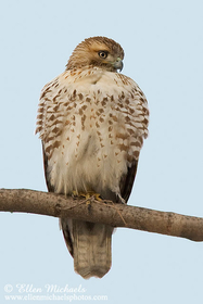 Red-tailed Hawk (juvenile)