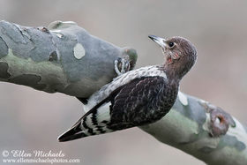 Red-headed Woodpecker (juvenile)