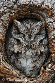 Eastern Screech-Owl