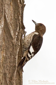 Red-headed Woodpecker