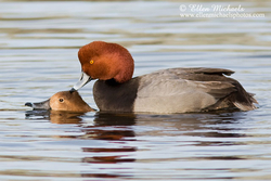 [color=#ccccff]Redhead Duck