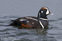 Harlequin Duck