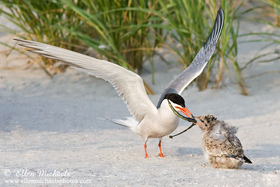 Common Tern (feeding chick)