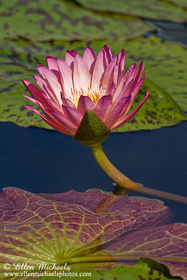 Water Lily - Nymphaeaceae