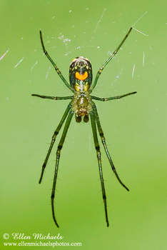 Orchard Orbweaver Spider - Leucauge venusta