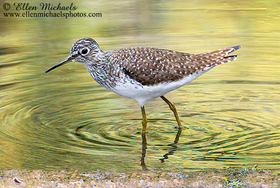 [color=#ccccff]Central Park Water Birds