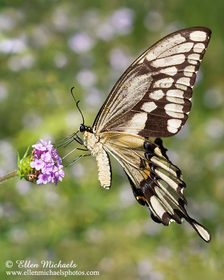 Giant Swallowtail - Papilio cresphontes
