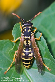 European Paper Wasp - Polistes dominula