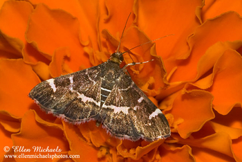 Spotted Beet Webworm Moth - Hymenia perspectalis