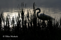 Great Egret