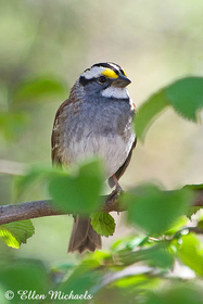 [color=#ccccff]White-throated Sparrow