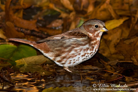 [color=#ccccff]Fox Sparrow