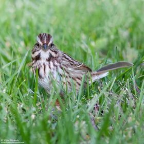[color=#ccccff]Song Sparrow