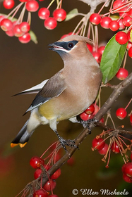 [color=#ccccff]Cedar Waxwing