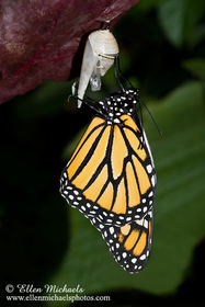 Monarch on Chrysalis