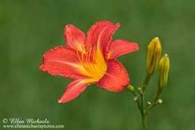 Daylily